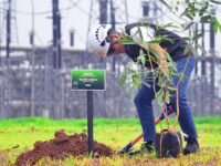 PLN UIT JBT bersama PLN UPT Karawang dan PT Jawa Satu Power tanam pohon hijaukan area Gistet Cibatu Baru II Sukatani, Karawang. (istimewa)
