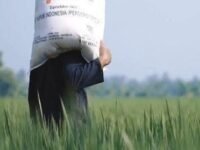 Demi petani pemerintah tegas untuk mencabut izin distributor jika jual pupuk diatas harga eceran tertinggi atau HET. (istimewa)