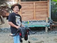 Seorang perternak ketangkasan domba siap dengan dombanya yang bertanduk indah. (Davi Alvaro/Mediaseruni)