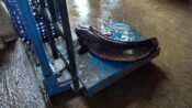 ikan gabus purwakarta