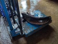 ikan gabus purwakarta