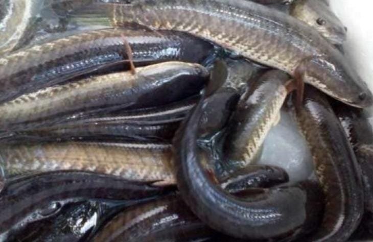 ikan gabus