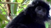 lutung jawa