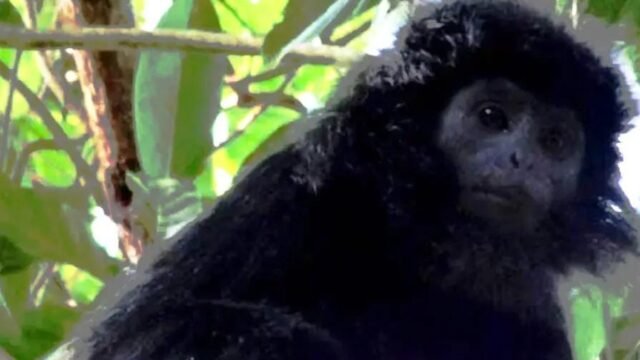 lutung jawa