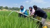 pln upt bekasi listriki pertanian