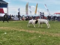 ketangkasan domba garut