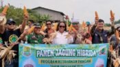 panen jagung1