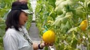 Pengunjung Jakarta merasakan sensasi petik melon langsung dari pohonnya di Desa Wisata Karangjaya, Karawang. (Sarmin/Mediaseruni)