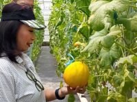 Pengunjung Jakarta merasakan sensasi petik melon langsung dari pohonnya di Desa Wisata Karangjaya, Karawang. (Sarmin/Mediaseruni)