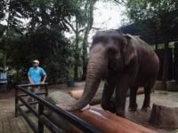 Hewan gajah di kebun binatang Bandung masih jadi favorit pengunjung kebun binatang. (Ist)