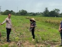 Kapolsek Kotabaru Iptu Suherlan SH mengecek lahan jagung bersama warga. (Asep Suherman/Mediaseruni)