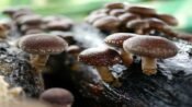 Chip Berbasis Jamur Shiitake dan Masa Depan Investasi Teknologi Hijau
