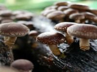 Chip Berbasis Jamur Shiitake dan Masa Depan Investasi Teknologi Hijau