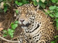 Ilustrasi macan tutul yang masuk Desa Pacet Bandung dan melukai dua warga. (ist)