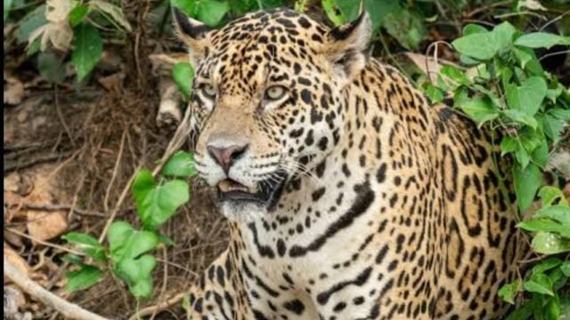 Ilustrasi macan tutul yang masuk Desa Pacet Bandung dan melukai dua warga. (ist)