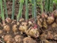 Jahe Gajah jadi primadona baru di Sukabumi yang bisa hasilkan 8 ton jahe gajah per panen. (Ist)