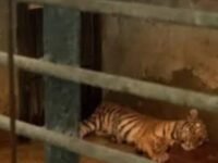 Kematian Huru dan Hara, dua anak harimau Benggala di Kebun Binatang Bandung atau Bandung Zoo, akhirnya terungkap.