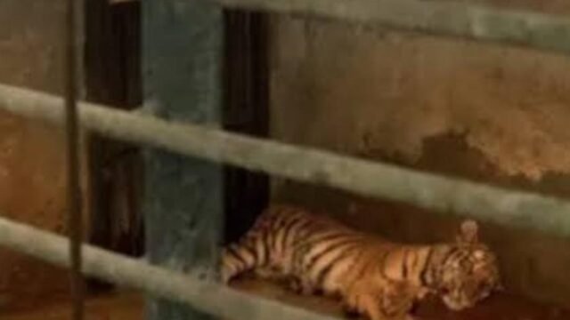 Kematian Huru dan Hara, dua anak harimau Benggala di Kebun Binatang Bandung atau Bandung Zoo, akhirnya terungkap.