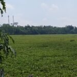 Kondisi Waduk Saguling di Cililin, Kabupaten Bandung Barat (KBB) yang dipenuhi eceng gondok. (Dadan Saepudin)