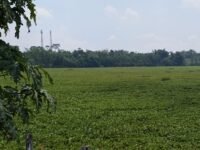 Kondisi Waduk Saguling di Cililin, Kabupaten Bandung Barat (KBB) yang dipenuhi eceng gondok. (Dadan Saepudin)