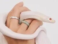 Beternak Ular Hobi Antimainstream yang Bisa Jadi Peluang Cuan