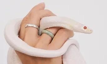 Beternak Ular Hobi Antimainstream yang Bisa Jadi Peluang Cuan