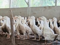 Bebek Peking yang dibudidayakan Kodim 0604 melalui Kompi Produksi Ketahanan Pangan bukti upaya TNI mendukung program Ketahanan Pangan Nasional. (istimewa)