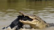 Ilustrasi seekor buaya menyerang anjing hitam di Muara Cikaso Sukabumi. (Ist)