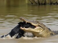 Ilustrasi seekor buaya menyerang anjing hitam di Muara Cikaso Sukabumi. (Ist)