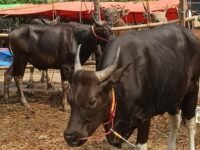 Stok domba tahun ini mencapai 223.812 ekor, meningkat dibanding tahun lalu sebanyak 187.395 ekor. (Dok. Mediaseruni)