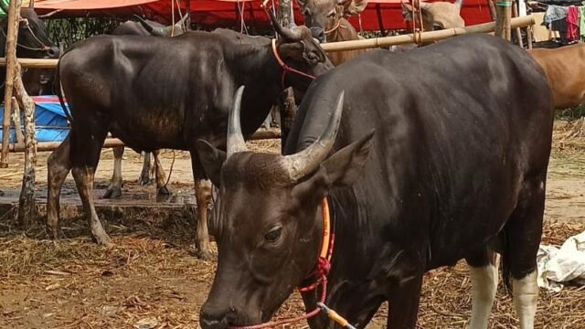 Stok domba tahun ini mencapai 223.812 ekor, meningkat dibanding tahun lalu sebanyak 187.395 ekor. (Dok. Mediaseruni)
