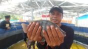 Ikan Nila berukuran besar hasil budi daya Pokdakan Pusaka At Taqwa. (Mustafid/Mediaseruni)