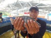 Ikan Nila berukuran besar hasil budi daya Pokdakan Pusaka At Taqwa. (Mustafid/Mediaseruni)