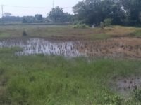 Lokasi Tempat Pemakaman Umum (TPU) yang disiapkan developer untuk warga Perum Sajati. (Davi Alvaro/Mediaseruni)