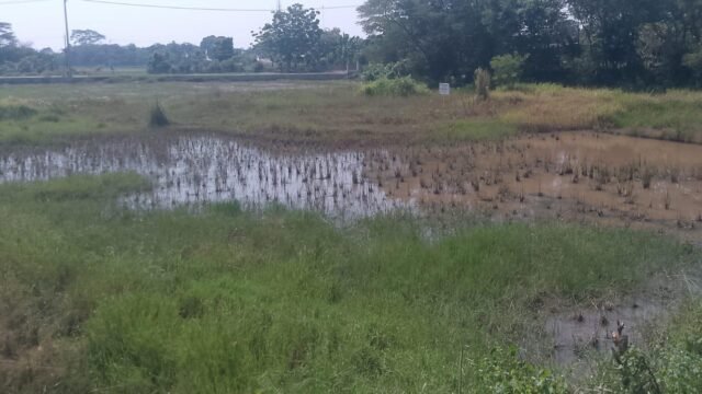 Lokasi Tempat Pemakaman Umum (TPU) yang disiapkan developer untuk warga Perum Sajati. (Davi Alvaro/Mediaseruni)