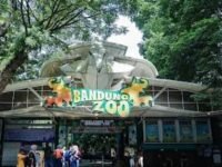 Pemkot Bandung resmi menetapkan PT Fauna Land Ancol sebagai pengelola baru Bandung Zoo. (Ist)