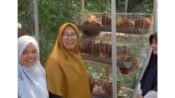 Sri Dewi Anggraini Bawa Bantuan Sayuran dan Ayam Petelur untuk KWT Teratai Rongga Lewat Program ASRI