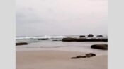 Muara Sungai Cipanarikan, kawasan Pantai Pasir Putih Konservasi Penyu Pangumbahan, Sukabumi. (Ist)