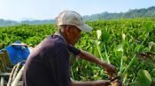 Bank Sampah dan Pemanfaatan Eceng Gondok Solusi Isu Lingkungan di Bantaran Saguling