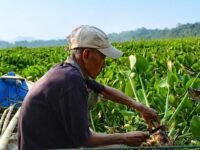 Bank Sampah dan Pemanfaatan Eceng Gondok Solusi Isu Lingkungan di Bantaran Saguling