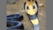 Tasikmalaya Geger, Mayat Perempuan di Dalam Sumur di Jaga Ular Cobra