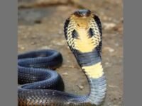 Tasikmalaya Geger, Mayat Perempuan di Dalam Sumur di Jaga Ular Cobra