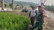 Babinsa Desa Cisampih Koramil 0503/Kalijati Pelda Triyono Cek Sawah di Kampung Ciherang