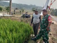 Babinsa Desa Cisampih Koramil 0503/Kalijati Pelda Triyono Cek Sawah di Kampung Ciherang