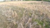 Kekeringan Melanda 1.000 Ha Sawah di Karawang, DPKPP Kerahkan Pompa dan Alat Berat