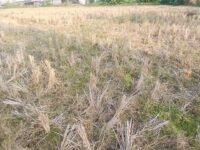 Kekeringan Melanda 1.000 Ha Sawah di Karawang, DPKPP Kerahkan Pompa dan Alat Berat