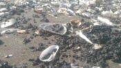 Pantai Cemarajaya Tercemar Minyak? Akademisi Unsika: Perlu Pengujian Laboratorium