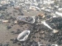 Pantai Cemarajaya Tercemar Minyak? Akademisi Unsika: Perlu Pengujian Laboratorium