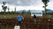 Pemprov Jabar Revitalisasi 22 Hektare Kebun Teh di Subang dan Bandung