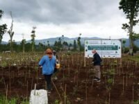 Pemprov Jabar Revitalisasi 22 Hektare Kebun Teh di Subang dan Bandung